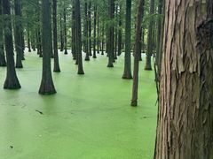 -渌洋湖湿地公园