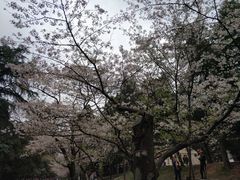 -武汉大学-樱园