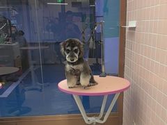-FAELING PETS美天灵宠物(富力广场店)