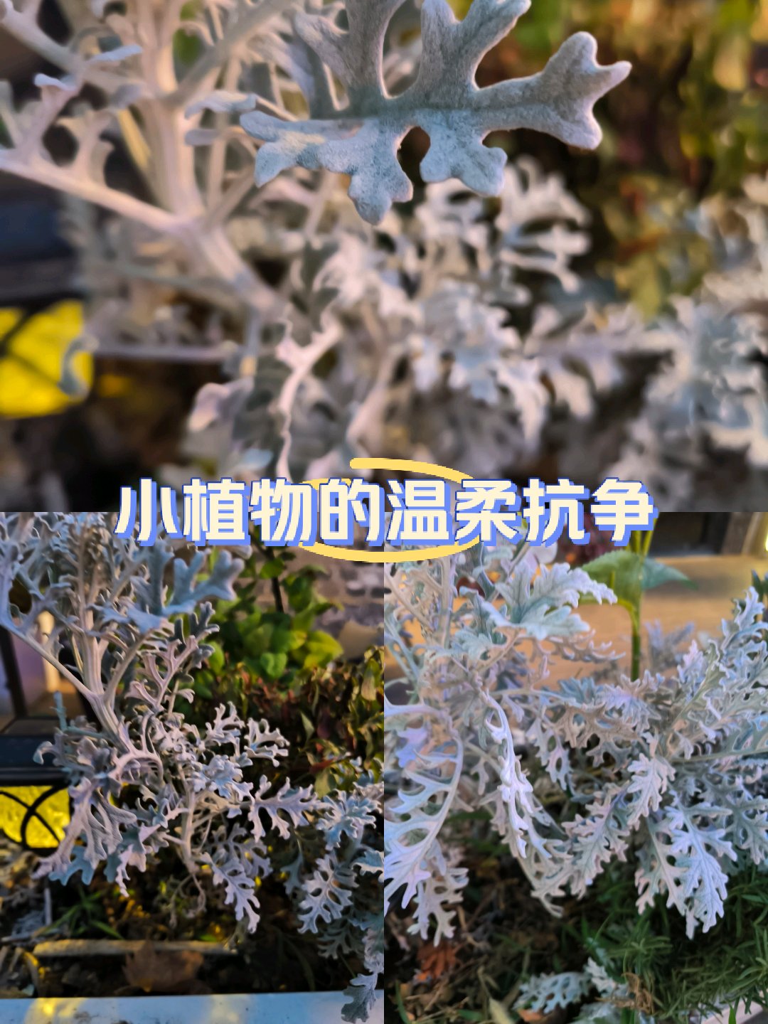 银叶菊养殖图片