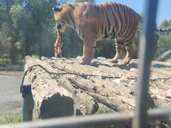 -沈阳森林动物园