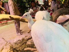 -正佳雨林生态植物园