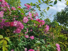 -铁山坪森林公园