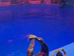 -芜湖新华联大白鲸海洋公园