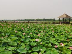 -西青郊野公园