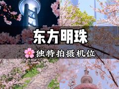 -顾村公园