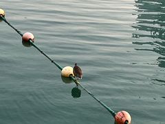 -天鹅湖体育公园