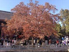 -香山公园