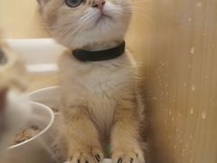 -momokira米努特·德文卷毛猫·棉花面纱犬