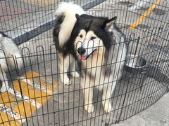 -炉鱼(爱琴海购物公园店)