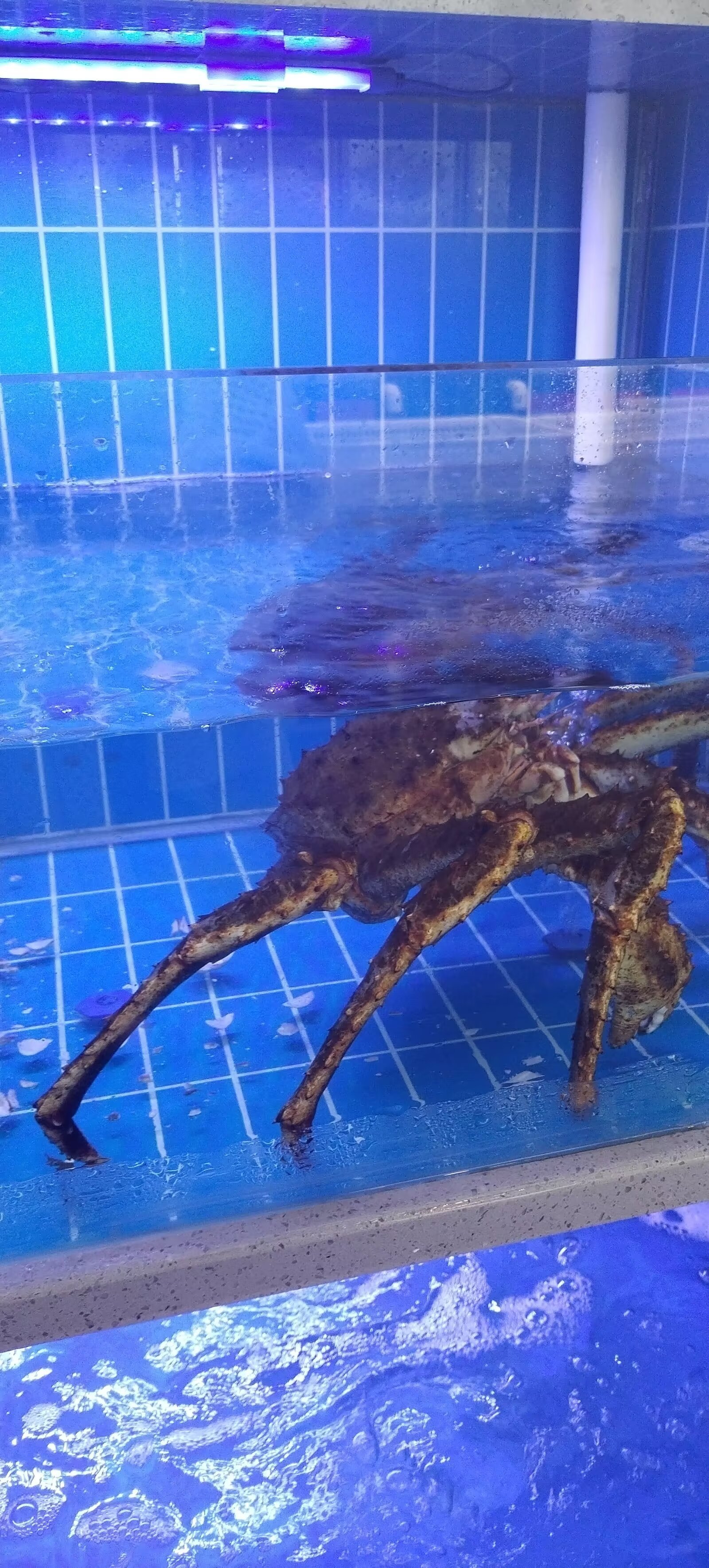 选海鲜,日料就到鲸喜码头