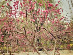 -南汇桃花村