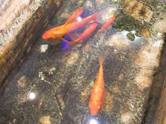 -山水草塘老菜馆