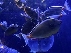 -成都浩海立方海洋公园