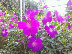 -广东茂名森林公园