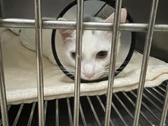-瑞派康怡24h宠物医院·犬猫医疗中心·微创绝育(瑞景分院)