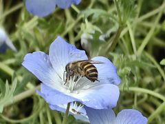 -春花秋色城市公园