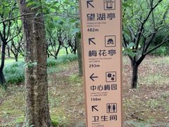 -香雪海