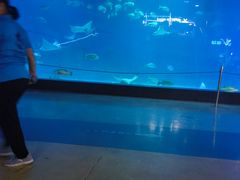 -烟台海昌鲸鲨海洋公园