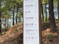-大塘金香草谷