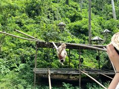 -西双版纳原始森林公园