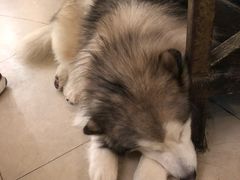 -more than meow吴止猫主题餐厅(承德 中船汇店)