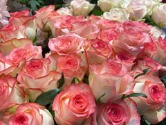 -爱尚幸福鲜花(上地实体店)