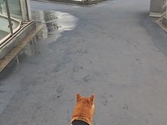 -瑞鹏瑞爱宠物医院·全科·猫科·血液透析中心(龙头寺店)