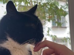 -是阿柴呀！柴犬咖啡·爱喵喵猫咖
