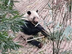 -成都大熊猫繁育研究基地