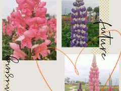 -紫颐香薰山谷景区