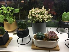 -MR鹅外