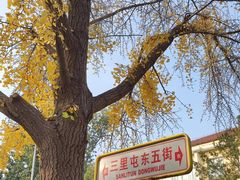 -三里屯东五街银杏大道