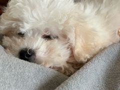 -翊宠yipet猫狗购宠庄园犬舍•猫舍