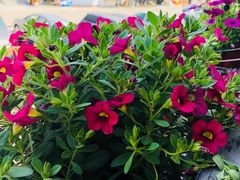 -九华山友谊土菜馆 小资餐厅