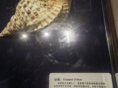 -青岛贝壳博物馆