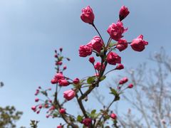 -顾村公园