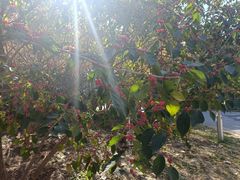 -永定河休闲森林公园