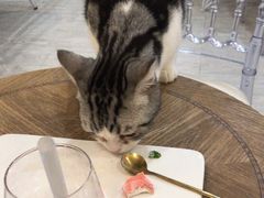 -共舞时光猫咖·狗咖(新街口店)