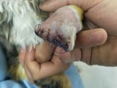 手术后，非常成功-康乐宝动物医院