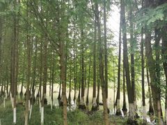 -桤木河湿地公园