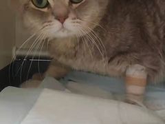 -A猫a狗全科·犬猫异宠·芥西宠物医院(南开总院)