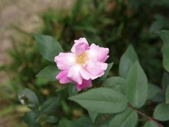 -广西壮族自治区药用植物园