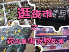 -中环花鸟鱼虫市场