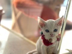 -糯米喵星人总部直营旗舰店·猫舍·幼猫出售