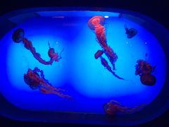 -乌鲁木齐海洋馆