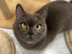 -喵园·猫主题咖啡厅·撸猫·猫咖(国贸店)