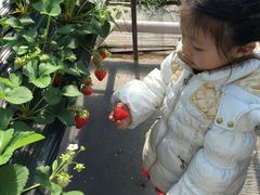 -甜心庄园·甜心草莓采摘园(西青中北店)