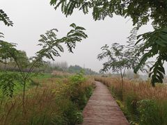 -洨河生态公园
