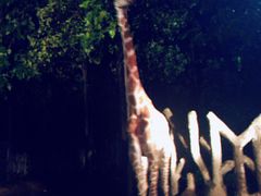 -清迈夜间动物园